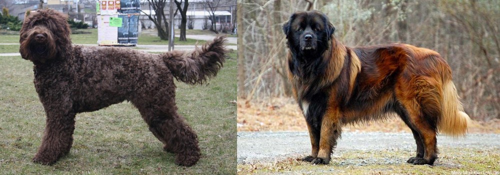 Estrela Mountain Dog vs Barbet - Breed Comparison