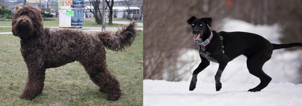 Eurohound vs Barbet - Breed Comparison