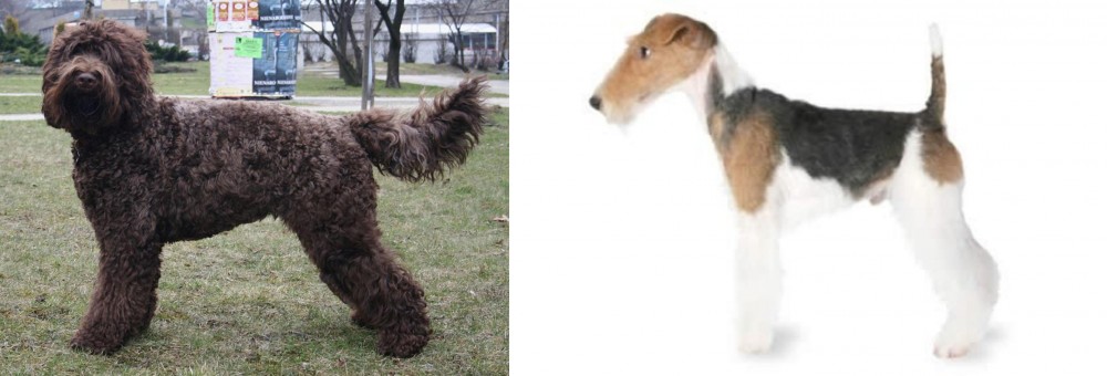 Fox Terrier vs Barbet - Breed Comparison