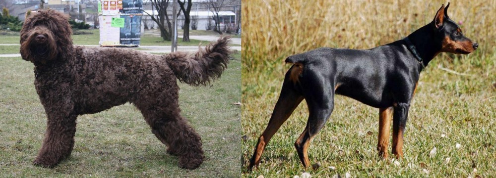German Pinscher vs Barbet - Breed Comparison