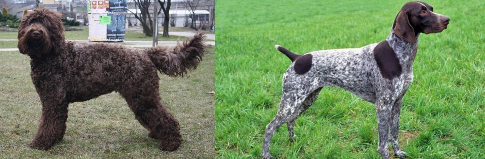 German Shorthaired Pointer vs Barbet - Breed Comparison