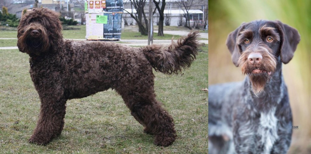 German Wirehaired Pointer vs Barbet - Breed Comparison
