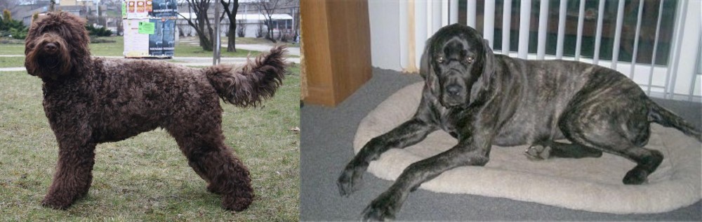Giant Maso Mastiff vs Barbet - Breed Comparison