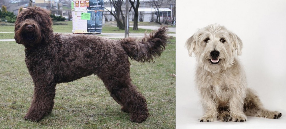 Glen of Imaal Terrier vs Barbet - Breed Comparison