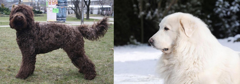 Great Pyrenees vs Barbet - Breed Comparison