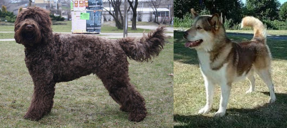 Greenland Dog vs Barbet - Breed Comparison
