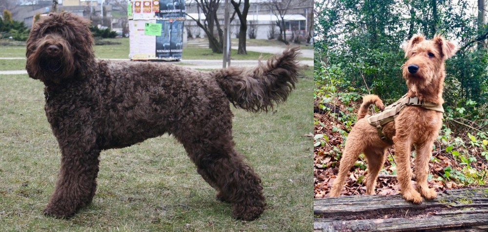 Irish Terrier vs Barbet - Breed Comparison