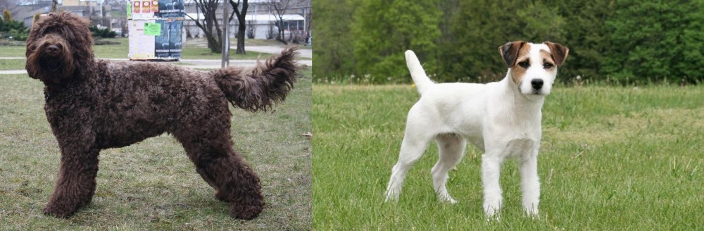Jack Russell Terrier vs Barbet - Breed Comparison