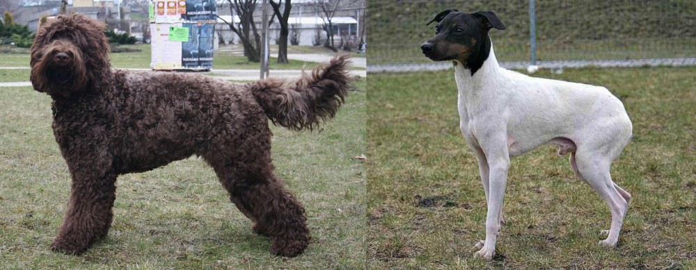 Japanese Terrier vs Barbet - Breed Comparison