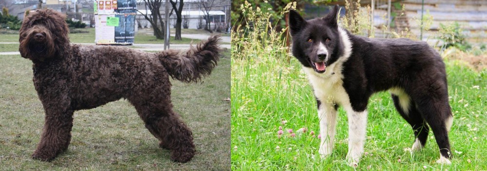 Karelian Bear Dog vs Barbet - Breed Comparison
