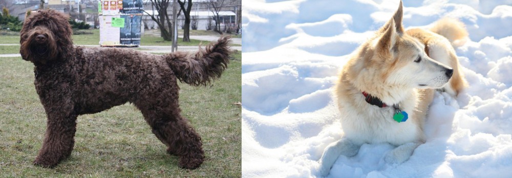 Labrador Husky vs Barbet - Breed Comparison