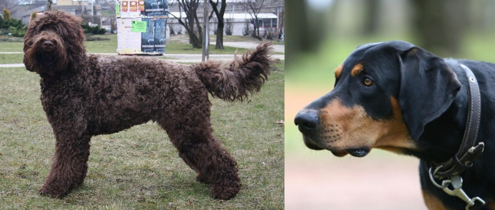 Lithuanian Hound vs Barbet - Breed Comparison