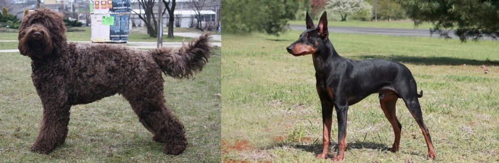 Manchester Terrier vs Barbet - Breed Comparison