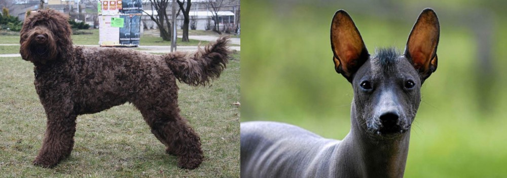 Mexican Hairless vs Barbet - Breed Comparison