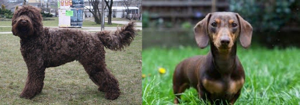 Miniature Dachshund vs Barbet - Breed Comparison