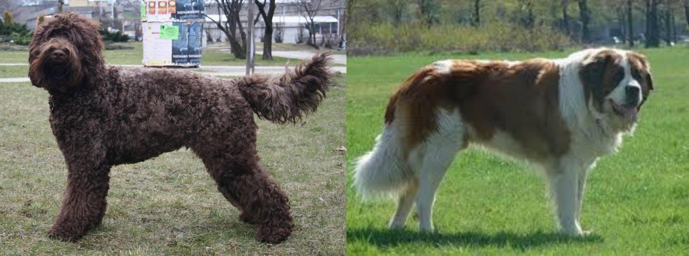 Moscow Watchdog vs Barbet - Breed Comparison