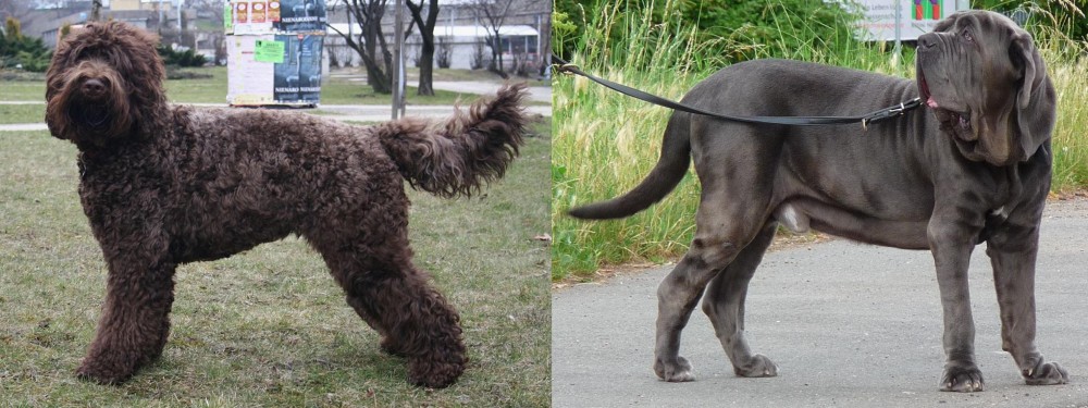 Neapolitan Mastiff vs Barbet - Breed Comparison