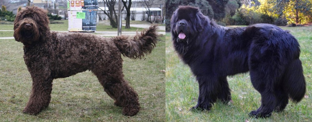 Newfoundland Dog vs Barbet - Breed Comparison