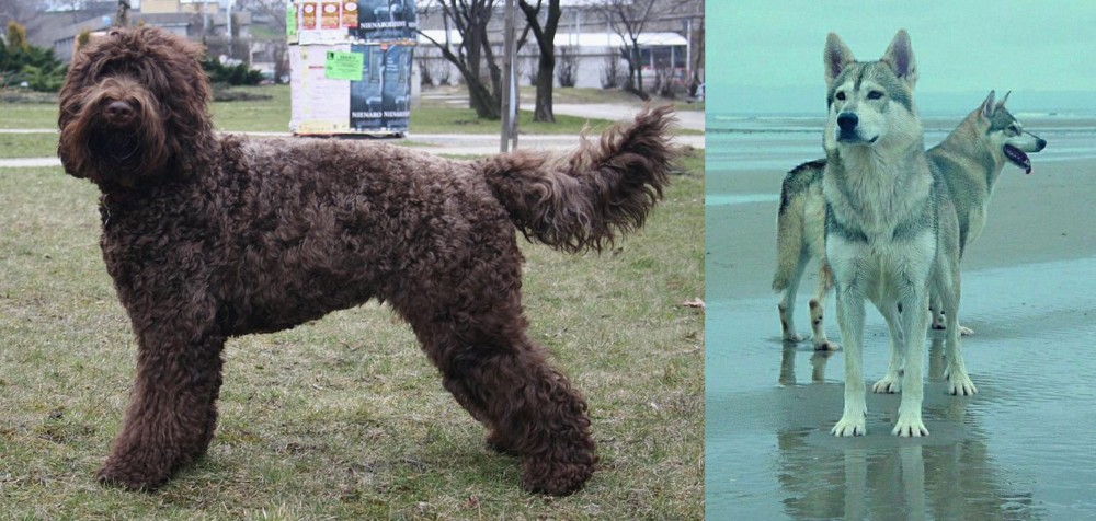 Northern Inuit Dog vs Barbet - Breed Comparison