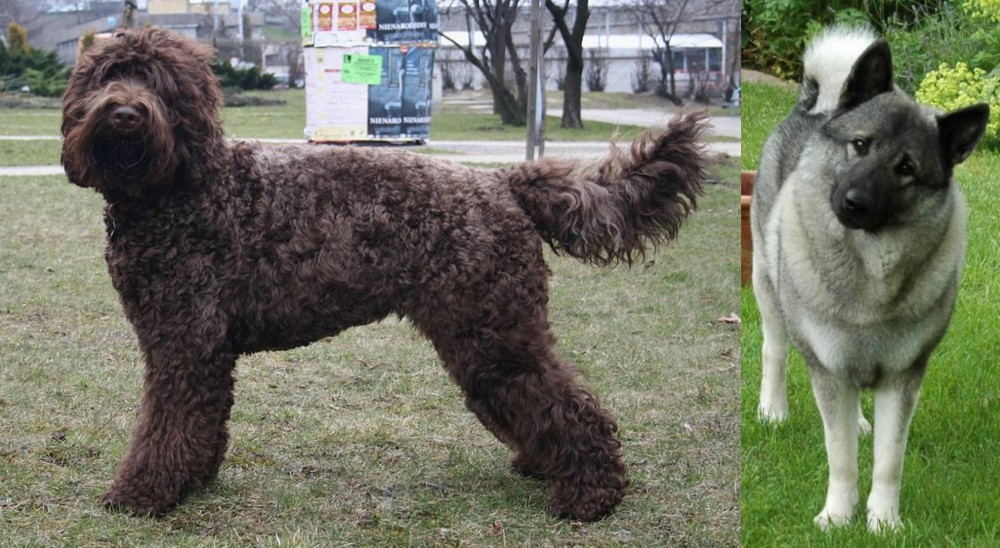 Norwegian Elkhound vs Barbet - Breed Comparison