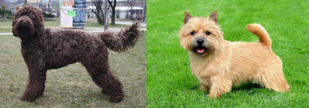 Norwich Terrier vs Barbet - Breed Comparison