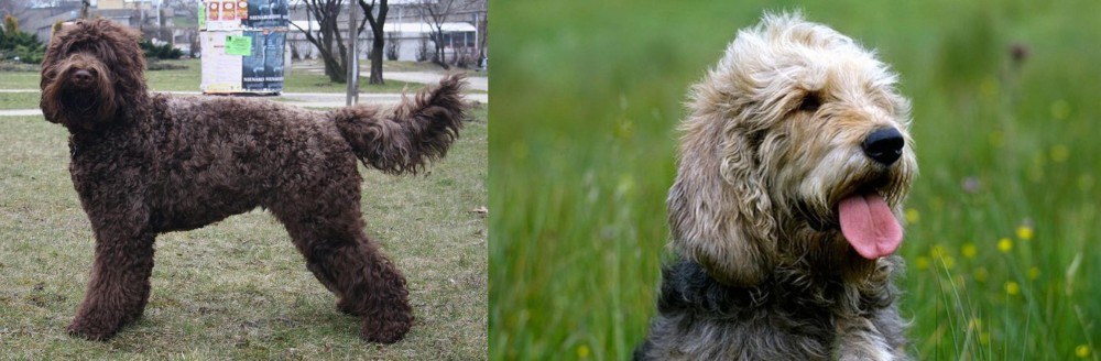 Otterhound vs Barbet - Breed Comparison