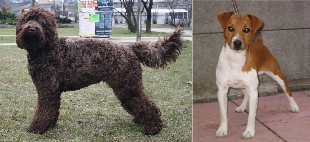 Plummer Terrier vs Barbet - Breed Comparison
