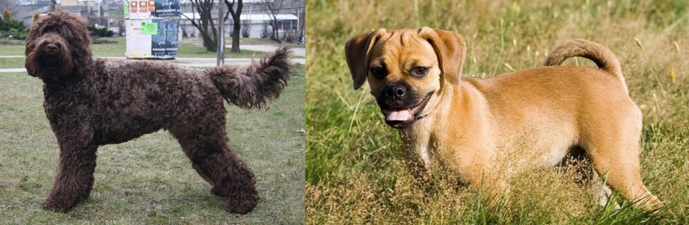 Puggle vs Barbet - Breed Comparison