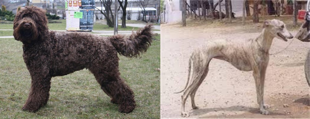Rampur Greyhound vs Barbet - Breed Comparison