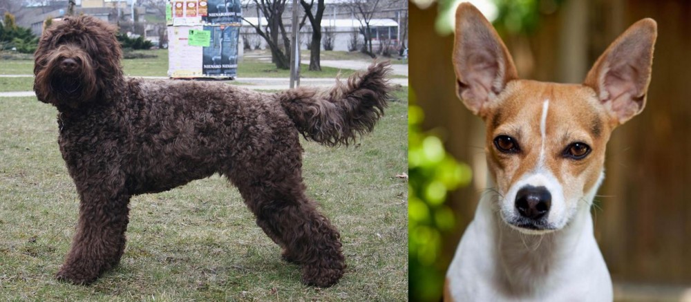 Rat Terrier vs Barbet - Breed Comparison