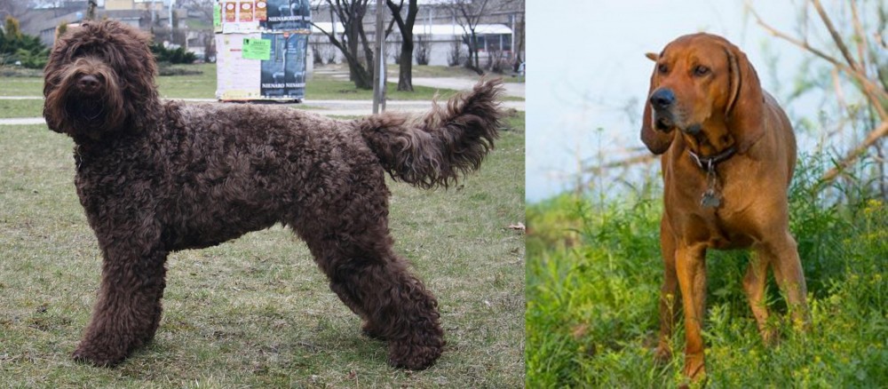 Redbone Coonhound vs Barbet - Breed Comparison