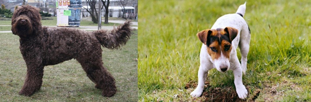 Russell Terrier vs Barbet - Breed Comparison