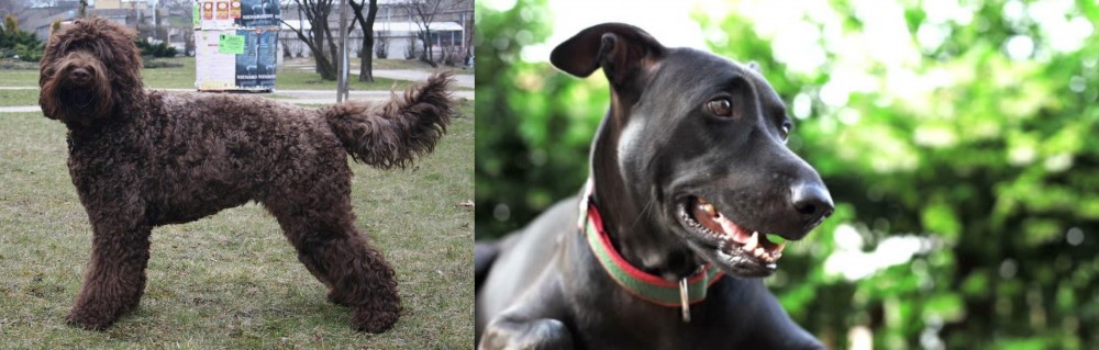 Shepard Labrador vs Barbet - Breed Comparison