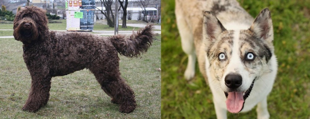 Shepherd Husky vs Barbet - Breed Comparison