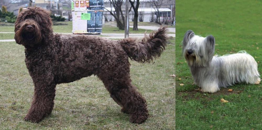 Skye Terrier vs Barbet - Breed Comparison