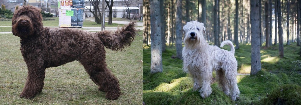 Soft-Coated Wheaten Terrier vs Barbet - Breed Comparison