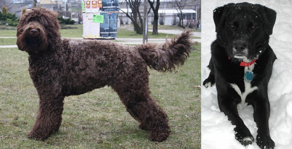 St. John's Water Dog vs Barbet - Breed Comparison
