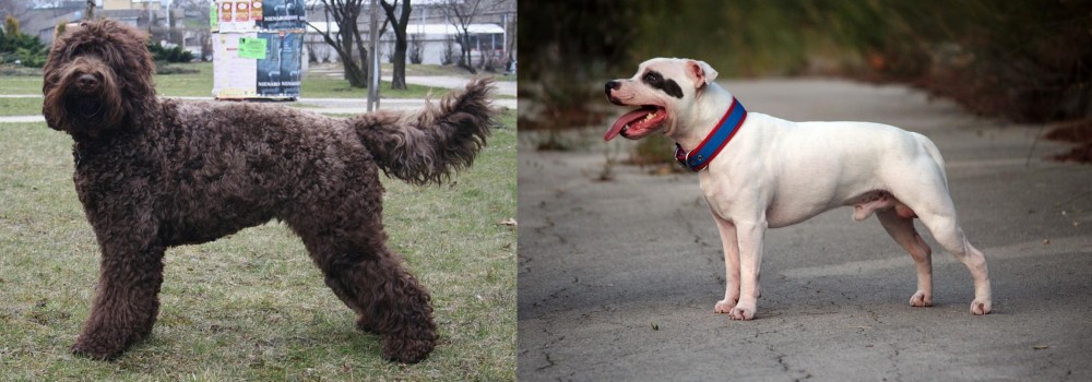 Staffordshire Bull Terrier vs Barbet - Breed Comparison