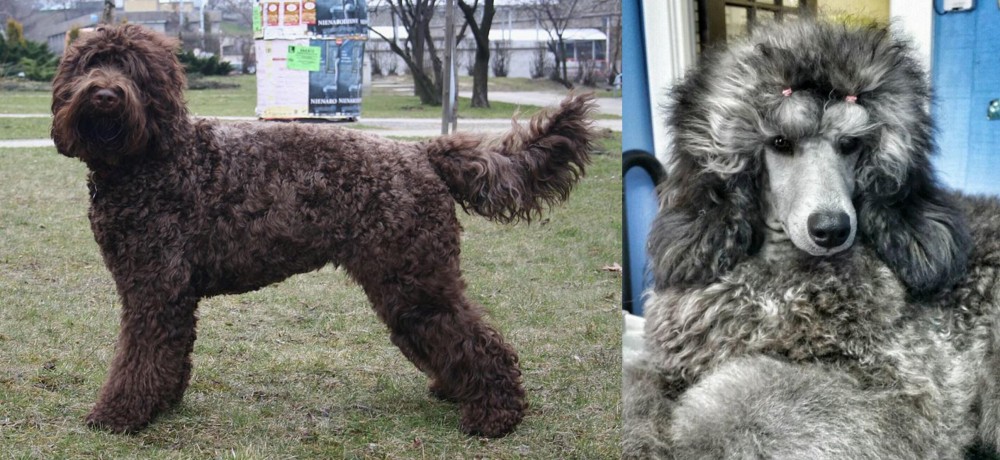 Standard Poodle vs Barbet - Breed Comparison