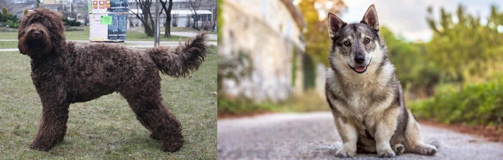 Swedish Vallhund vs Barbet - Breed Comparison