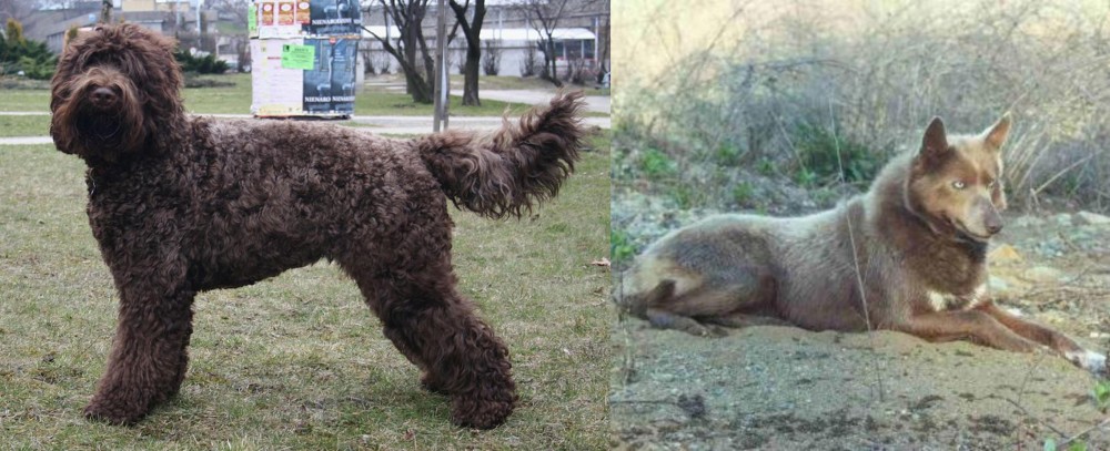 Tahltan Bear Dog vs Barbet - Breed Comparison