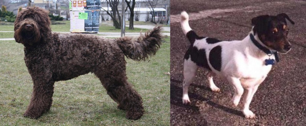 Teddy Roosevelt Terrier vs Barbet - Breed Comparison