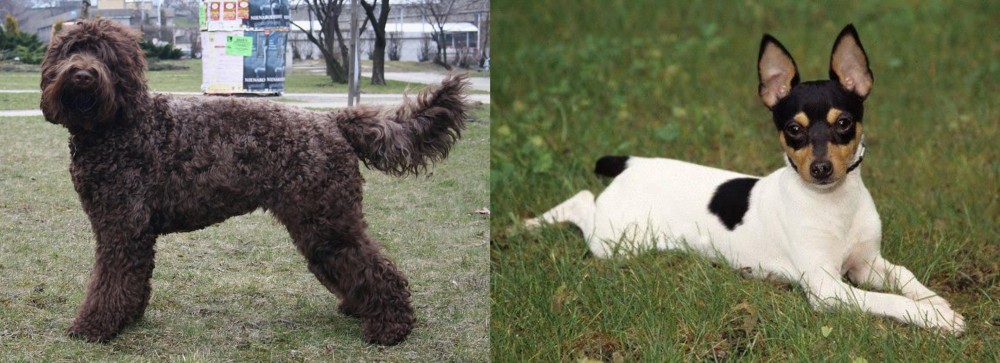 Toy Fox Terrier vs Barbet - Breed Comparison