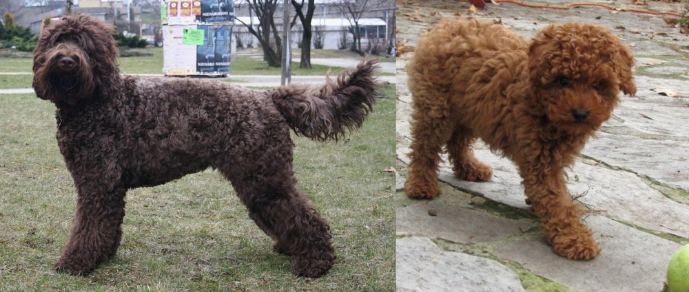 Toy Poodle vs Barbet - Breed Comparison