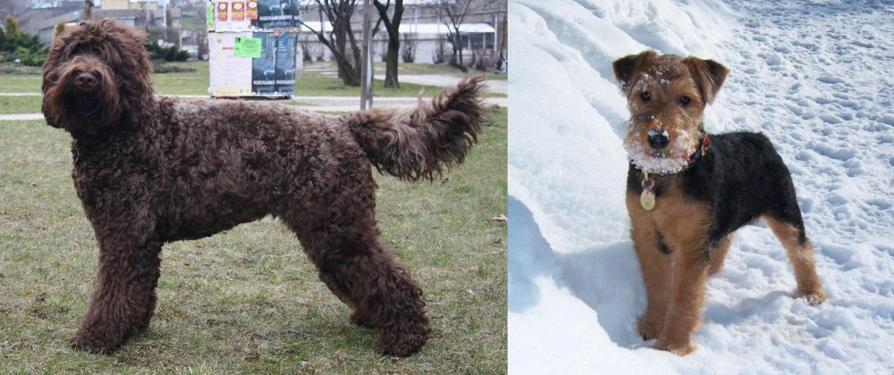 Welsh Terrier vs Barbet - Breed Comparison