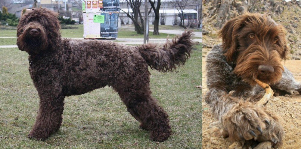Wirehaired Pointing Griffon vs Barbet - Breed Comparison
