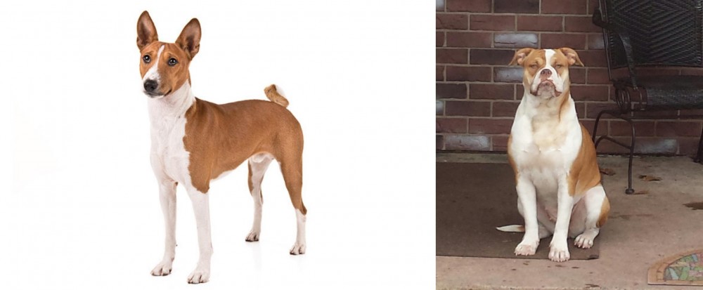 Alapaha Blue Blood Bulldog vs Basenji - Breed Comparison
