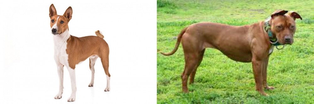 American Pit Bull Terrier vs Basenji - Breed Comparison