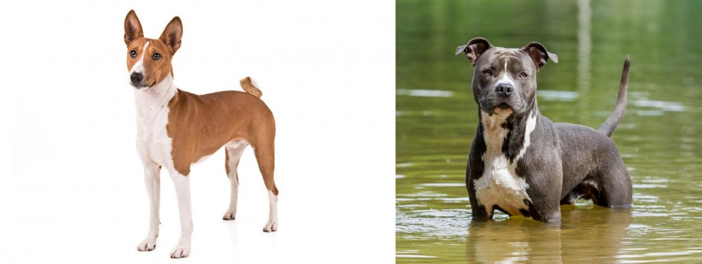 American Staffordshire Terrier vs Basenji - Breed Comparison