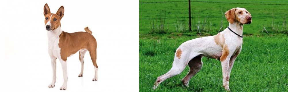 Ariege Pointer vs Basenji - Breed Comparison